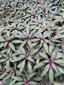 Impatiens omeiana Pink Nerve   